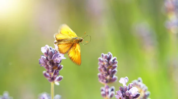 Butterfly Pollinates Lavender Flowers Plant Decay Insects — ストック写真