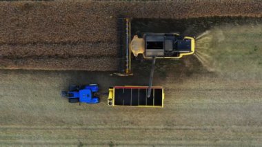 Aerial footage of combine harvester harvesting a ripe rape field. Harvester pours grain into the tractor bed. Drone footage, bird's eye view during golden hour in sunrise light.