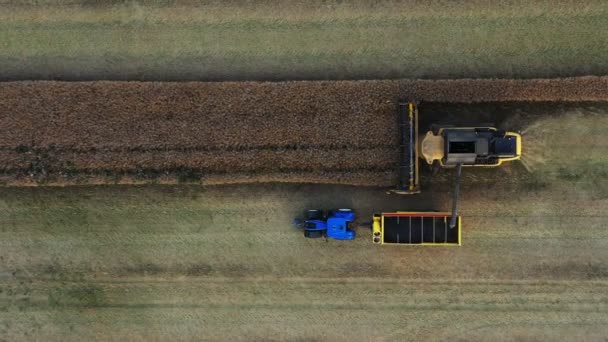 Aerial Footage Combine Harvester Harvesting Ripe Rape Field Harvester Pours — 비디오