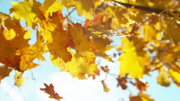 Сверхмедленное Движение Падающих Осенних Листьев Фоне Голубого Неба Снято Камеру — стоковое видео