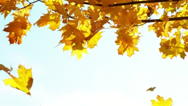 Super Cámara Lenta Caída Las Hojas Arce Otoño Contra Cielo — Vídeo de stock