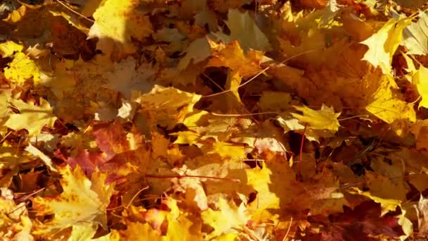 Super Slow Motion Falling Autumn Maple Leaves Filmed High Speed — Stock Video