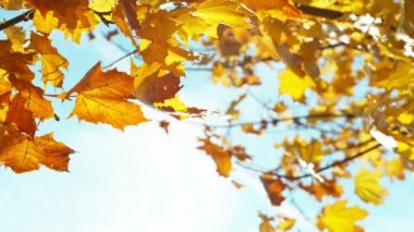 Sonbahar akçaağaç yapraklarının mavi gökyüzüne doğru düşüşünün süper yavaş çekimi. Yüksek hızlı sinema kamerası, 1000 fps..