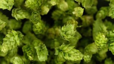 Super Slow Motion of Flying Fresh Hops Cones. Isolated on Black Background. Filmed on High Speed Cinema Camera, 1000fps. Speed Ramp Effect.