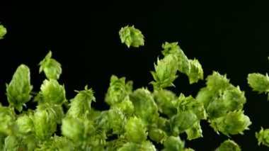Super Slow Motion of Flying Fresh Hops Cones. Isolated on Black Background. Filmed on High Speed Cinema Camera, 1000fps.