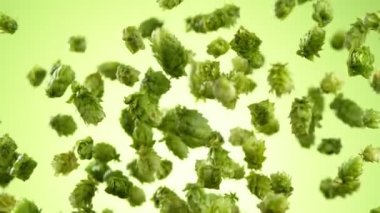 Super Slow Motion of Flying Fresh Hops Cones. Isolated on Black Background. Overhead Shot. Filmed on High Speed Cinema Camera, 1000fps. Speed Ramp Effect.