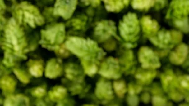 Super Slow Motion Flying Fresh Hops Cones Isolated Black Background — Video Stock