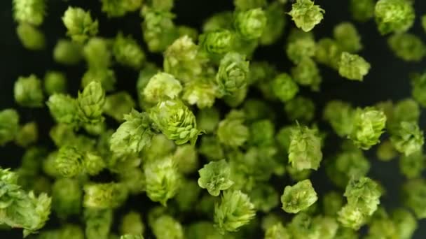 Super Slow Motion Flying Fresh Hops Cones Isolated Black Background — Video Stock