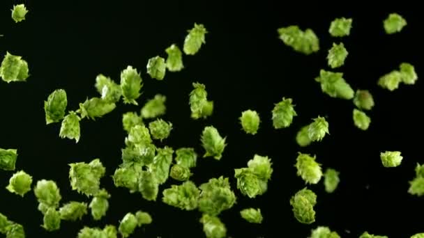 Super Slow Motion Flying Fresh Hops Cones Isolated Black Background — Video Stock