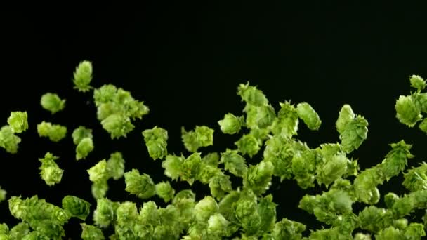 Super Slow Motion Flying Fresh Hops Cones Isolated Black Background — Video