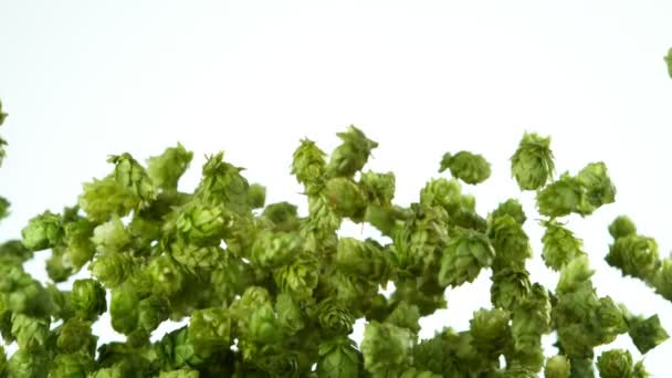 Super Slow Motion Flying Fresh Hops Cones Isolated White Background — Stock video