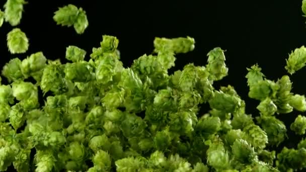 Super Slow Motion Flying Fresh Hops Cones Isolated Black Background — Stock video