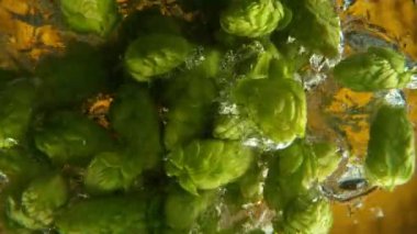 Super Slow Motion of Falling Fresh Hops Cones Into Water. Isolated on Gold Background. Ultimate Perspective, Underwater Shot. Filmed on High Speed Cinema Camera, 1000 fps.