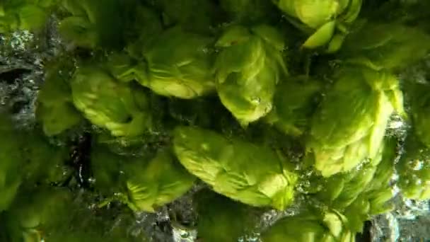Super Slow Motion Falling Fresh Hops Cones Water Isolated Black — Stockvideo