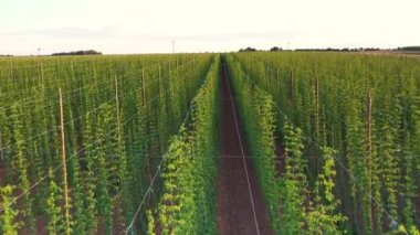 Aerial footage of hops farm field. Shot from drone perspective, European rural landscape.