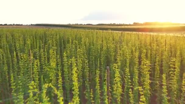 Aerial Footage Hops Farm Field Shot Drone Perspective European Rural — Stockvideo