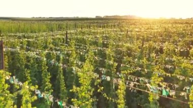 Aerial footage of hops farm field. Shot from drone perspective, European rural landscape.