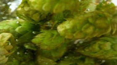Super slow motion of rotating fresh hops cones in water. Underwater shot. Filmed on high speed cinema camera, 1000 fps.