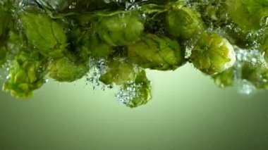 Super slow motion of falling fresh hops cones into water. Isolated on green background. Underwater shot. Filmed on high speed cinema camera, 1000 fps. Speed ramp effect.