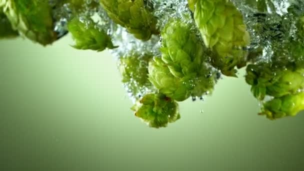 Super Slow Motion Falling Fresh Hops Cones Water Isolated Green — Stockvideo