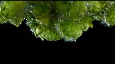Super slow motion of falling fresh hops cones into water. Isolated on black background. Underwater shot. Filmed on high speed cinema camera, 1000 fps.