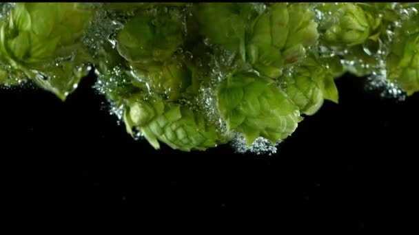 Super Slow Motion Falling Fresh Hops Cones Water Isolated Black — Stockvideo