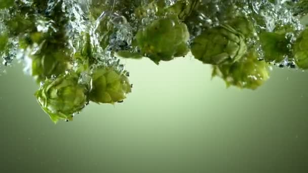 Супер Повільний Рух Падаючих Свіжих Хмелю Конусів Воду Ізольовані Зеленому — стокове відео