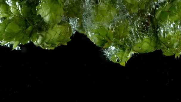 Super Slow Motion Falling Fresh Hops Cones Water Isolated Black — Vídeo de Stock