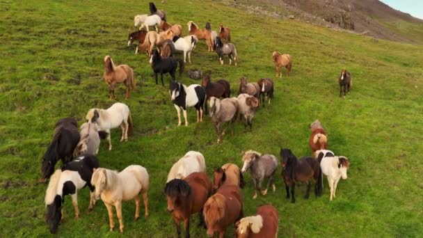 Aerial Panoramic Footage Wild Horses Iceland Slow Motion Drone Footage — Stock videók