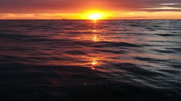 Aerial Panoramic Footage Ocean Waves Seagulls Sunset Beautiful Sunset Landscape — Stock Video