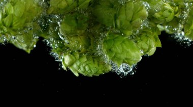 Green fresh hop cones in water for making beer, closeup. Concept of boiling beer, agricultural background. Isolated on black background.