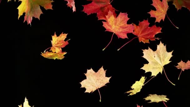 Super Zpomalený Pohyb Padajících Podzimních Javorových Listů Černém Pozadí Natočeno — Stock video