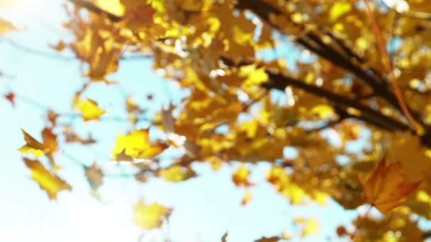 Super Slow Motion Caduta Autunno Foglie Acero Contro Cielo Blu — Video Stock