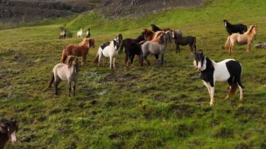 Aerial panoramic footage of wild horses, Iceland. Slow motion drone 4k footage, rural landscape.