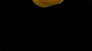 Siyah arka planda izole edilmiş sarı biberin çok yavaş düşmesi. Yüksek hızlı sinema kamerası, 1000 fps. Hız rampası etkisi.