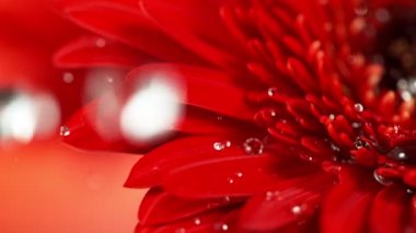 Kırmızı Gerbera çiçeğinin üzerine düşen su damlalarının süper yavaş çekimi. Yüksek hızlı sinema kamerası Phantom VEO 4k, 1000 fps. Makro çekim.