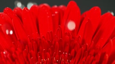 Kırmızı Gerbera çiçeğinin üzerine düşen su damlalarının süper yavaş çekimi. Yüksek hızlı sinema kamerası Phantom VEO 4k, 1000 fps. Makro çekim.