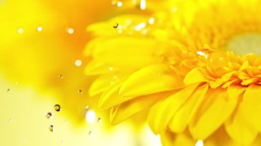Sarı Gerbera çiçeğinin üzerine düşen su damlalarının süper yavaş akışı. Yüksek hızlı sinema kamerası Phantom VEO 4k, 1000 fps. Makro çekim.