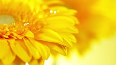 Sarı Gerbera çiçeğinin üzerine düşen su damlasının süper yavaş çekimi. Yüksek hızlı sinema kamerası Phantom VEO 4k, 1000 fps. Makro çekim.