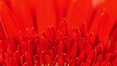 Kırmızı Gerbera çiçeğinin üzerine düşen su damlalarının süper yavaş çekimi. Yüksek hızlı sinema kamerası Phantom VEO 4k, 1000 fps. Makro çekim.