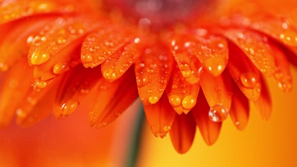 Super Powolny Ruch Spadających Kropli Wody Pomarańczowy Kwiat Gerbery Nagrywane — Wideo stockowe