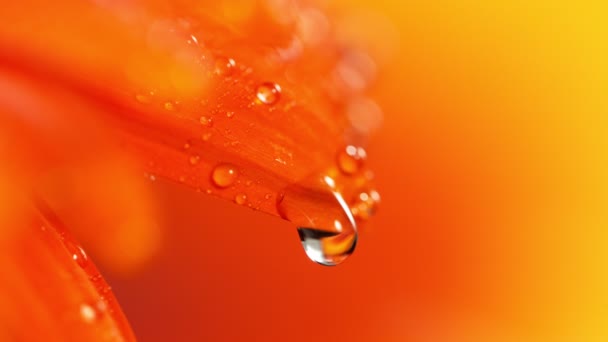 Super Slow Motion Falling Drop Water Orange Gerbera Blossom Filmed — Stock Video