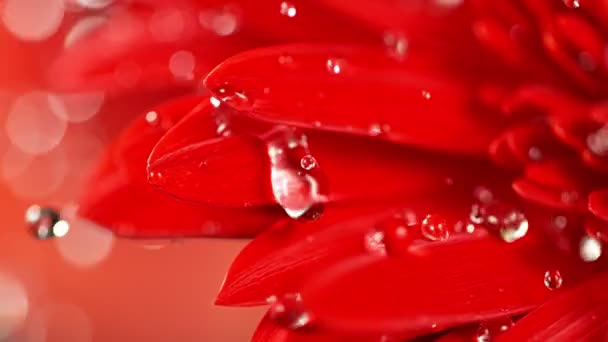 Super Powolny Ruch Spadających Kropli Wody Czerwony Kwiat Gerbery Nagrywane — Wideo stockowe