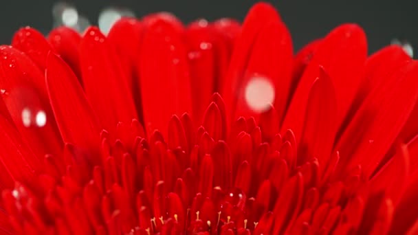 Superzeitlupe Fallender Wassertropfen Auf Roter Gerbera Blüte Gefilmt Mit Der — Stockvideo