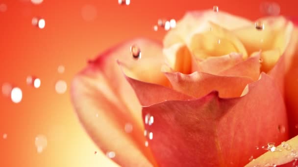 Super Powolny Ruch Spadających Kropli Wody Kwiat Róży Pomarańczowej Nagrywane — Wideo stockowe