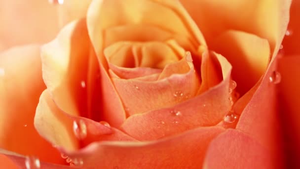 Super Slow Motion Falling Drops Water Orange Rose Blossom Filmed — Stock Video