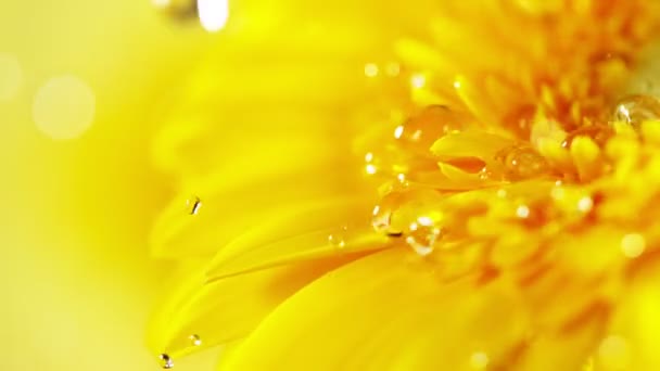 Super Powolny Ruch Spadającej Kropli Wody Żółty Kwiat Gerbery Nagrywane — Wideo stockowe