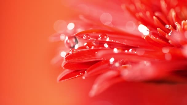 Дуже Повільний Рух Падаючої Краплі Води Червоне Цвітіння Гербера Зйомки — стокове відео