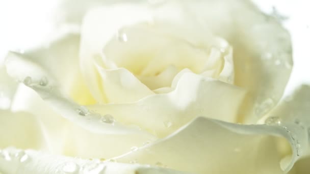 Beyaz Gül Çiçeğinin Üzerine Düşen Damlalarının Süper Yavaş Çekimi Yüksek — Stok video