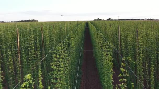 Aerial Footage Hops Farm Field Shot Drone Perspective European Rural — Vídeo de Stock